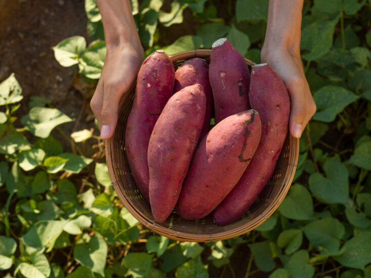 basket of sweet potatoes person holding a basket of sweet potatoes outside in a garden