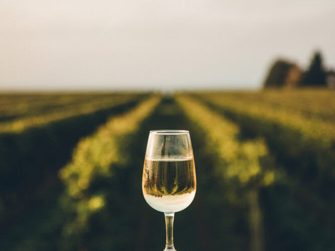low-calorie wines: a glass of white wine in a vineyard